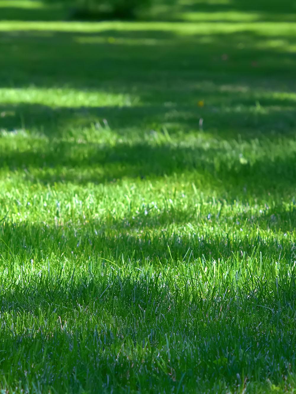 Val-U-Green Turfgrass Mix